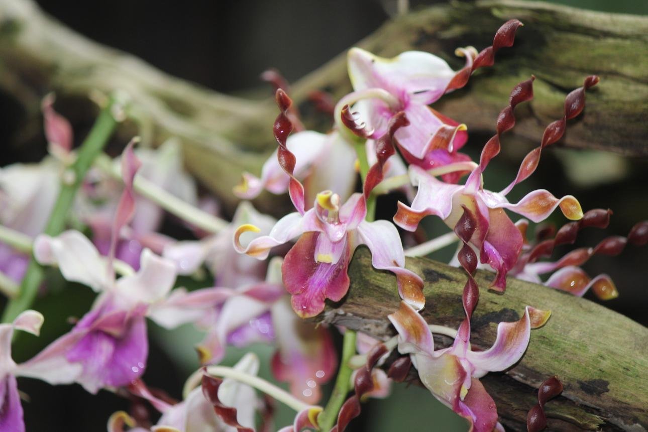 Sepik blue orchid representing Papua New Guinea's natural heritage